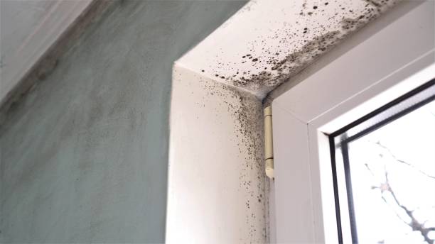 Best Industrial Mold Remediation in Maltby, WA