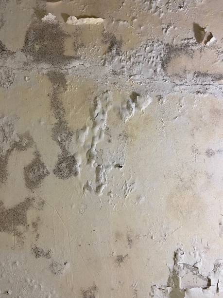 Best Kitchen Mold Remediation in Maltby, WA